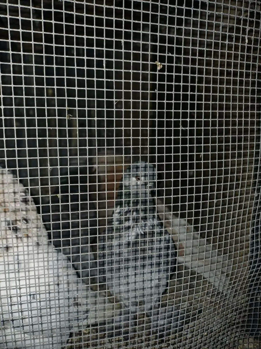 Limerick tumbler - Image 4