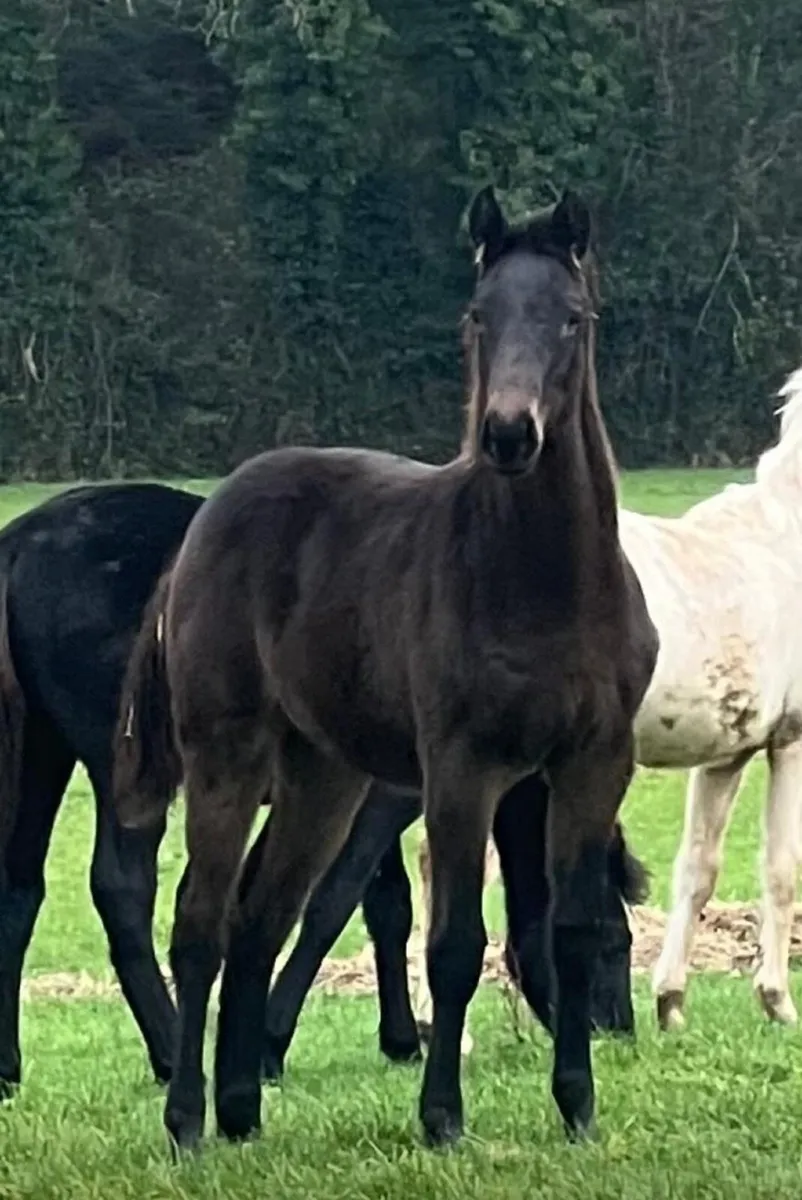 3 Incredible Bloodline foals 2 colts and 1 filly - Image 3