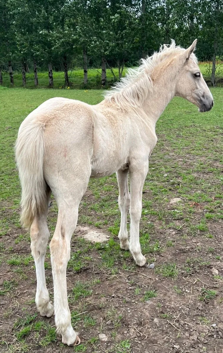 3 Incredible Bloodline foals 2 colts and 1 filly - Image 4