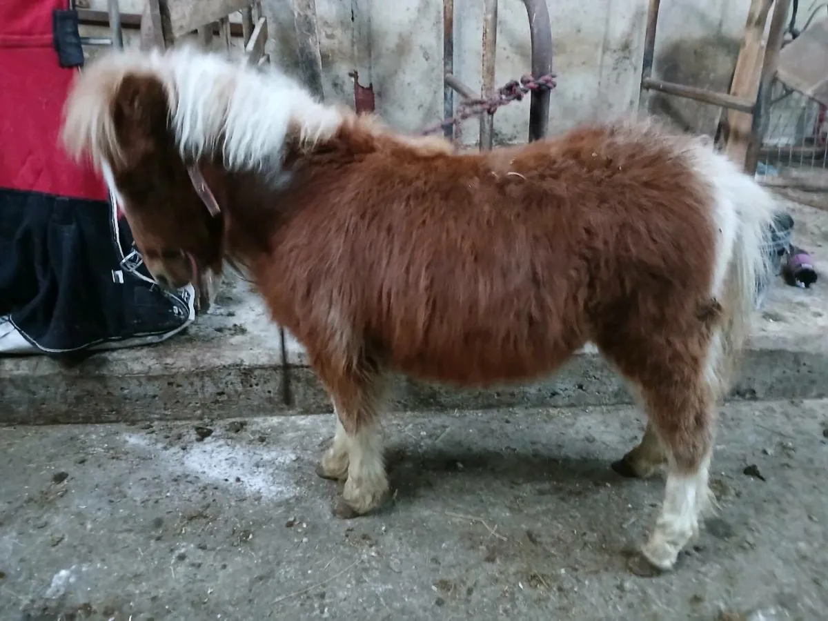 Miniature colt - Image 1