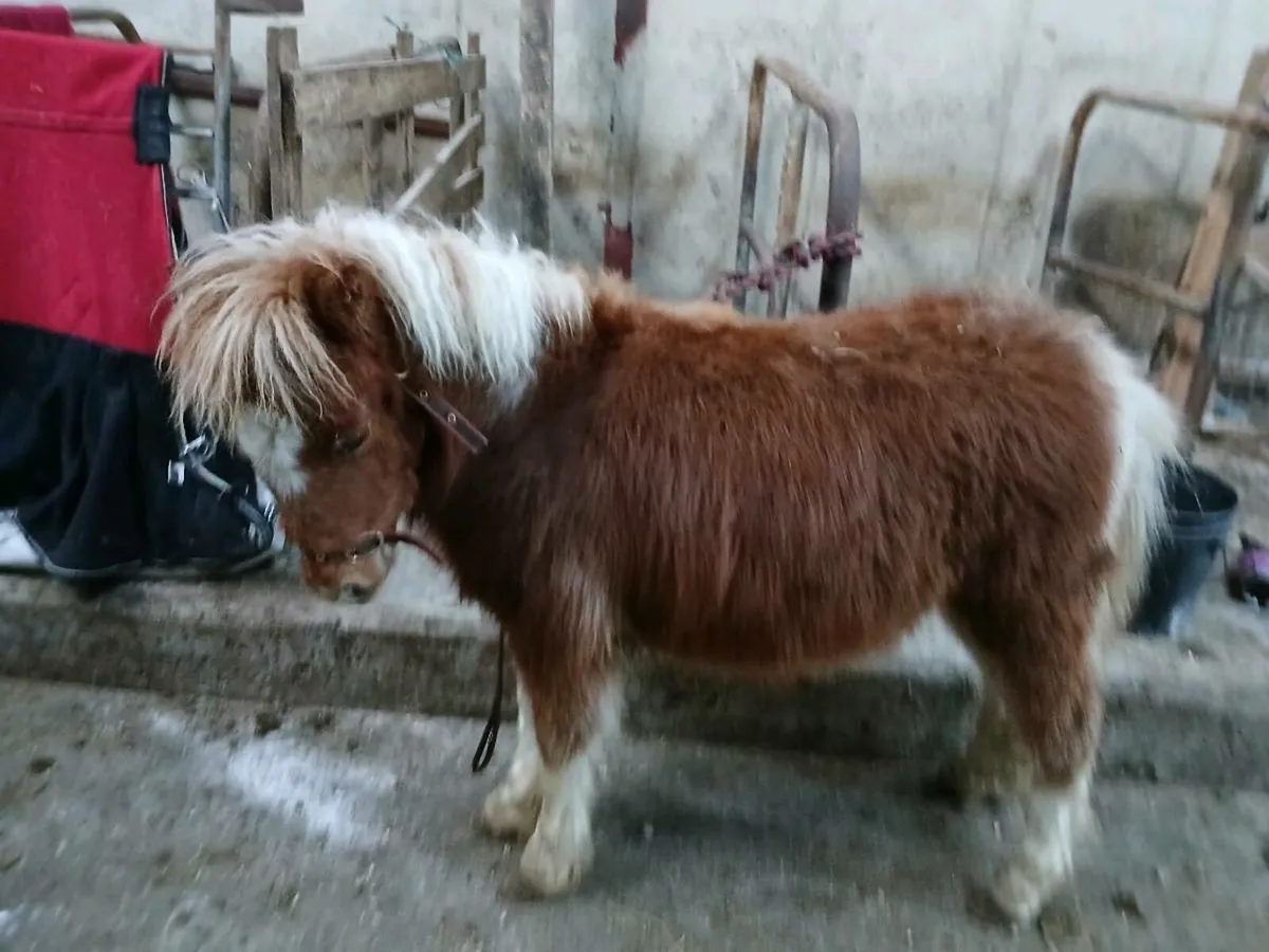 Miniature colt - Image 2