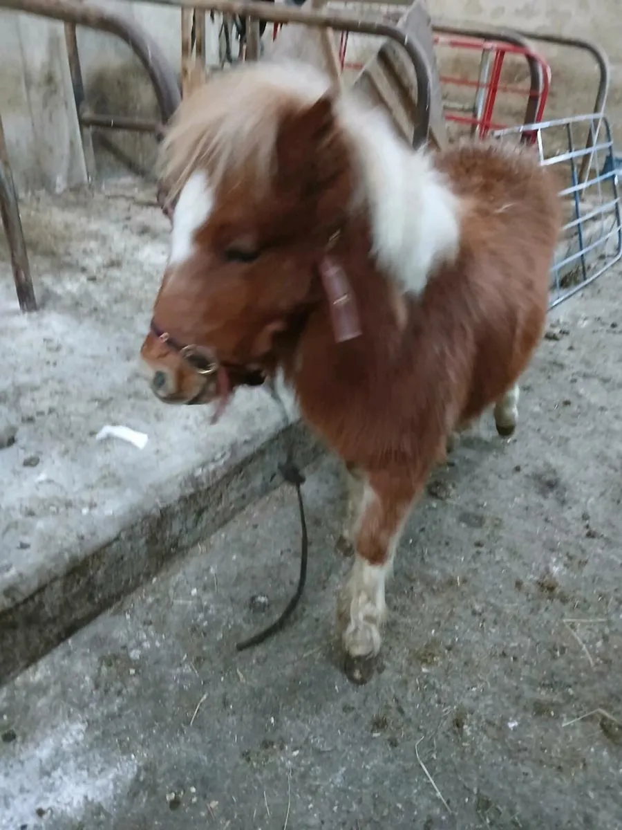 Miniature colt - Image 3