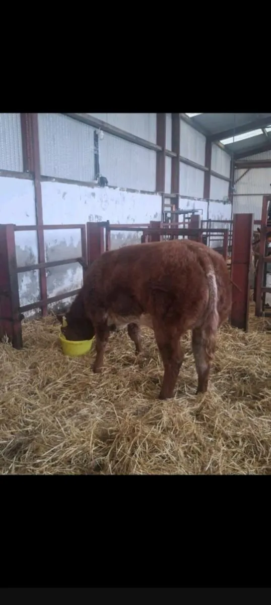 Super roany heifer - Image 1