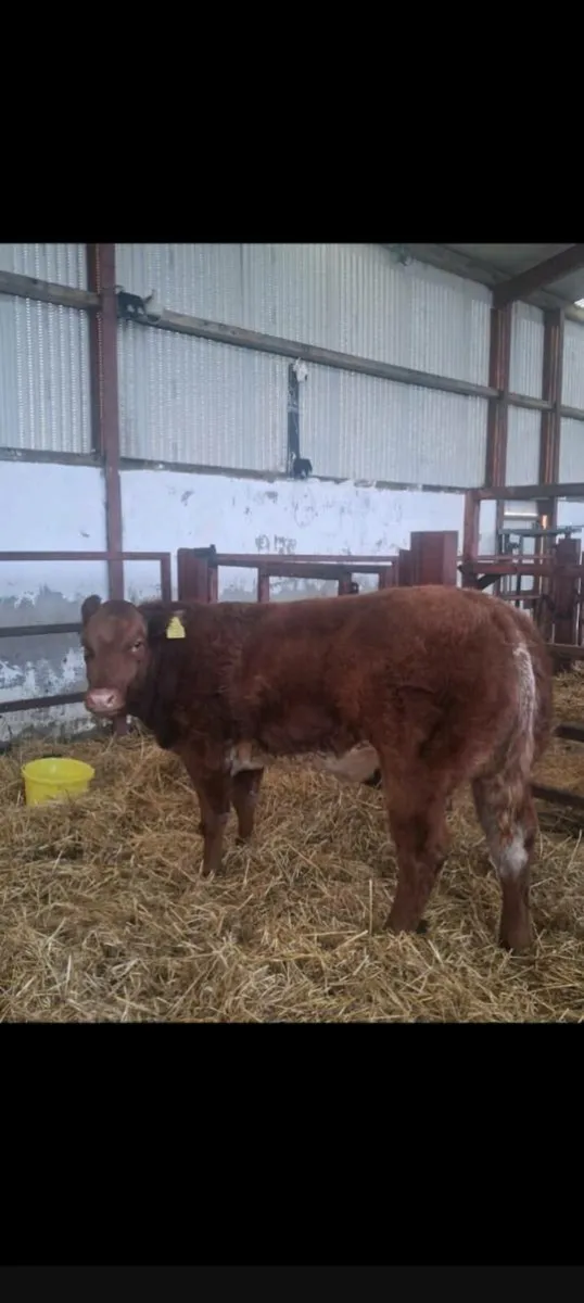 Super roany heifer - Image 2