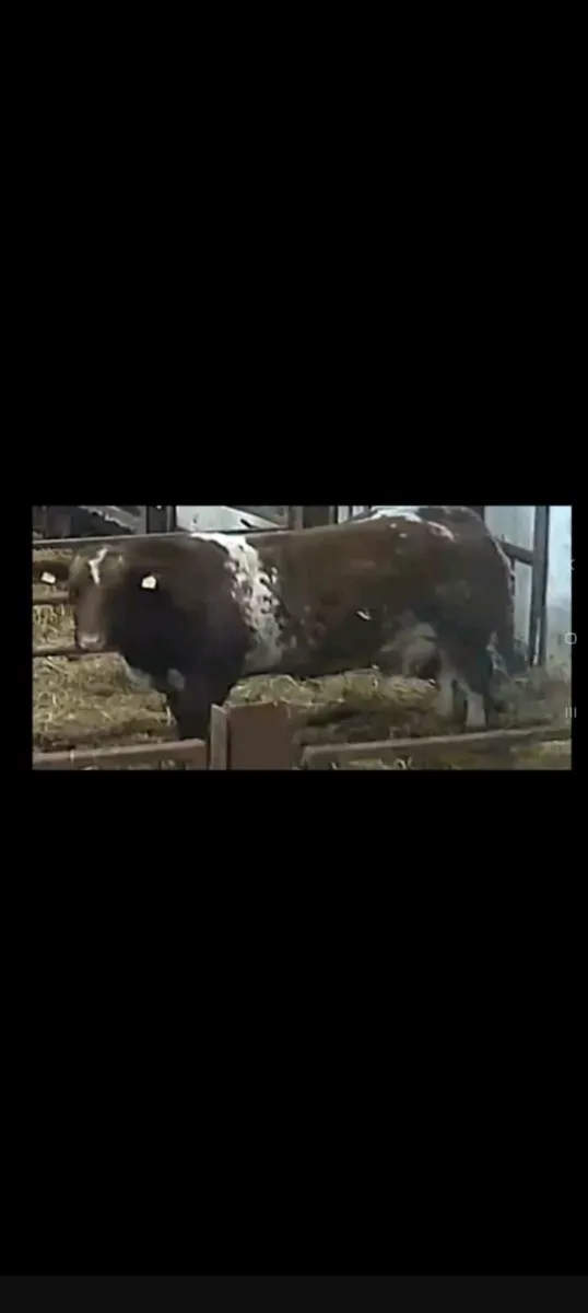 Super roany heifer - Image 3