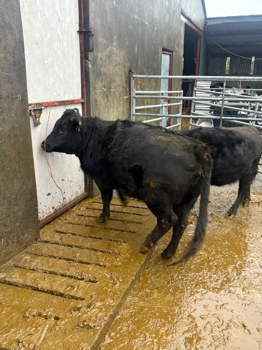 Pedigree Dexter heifers - Image 2