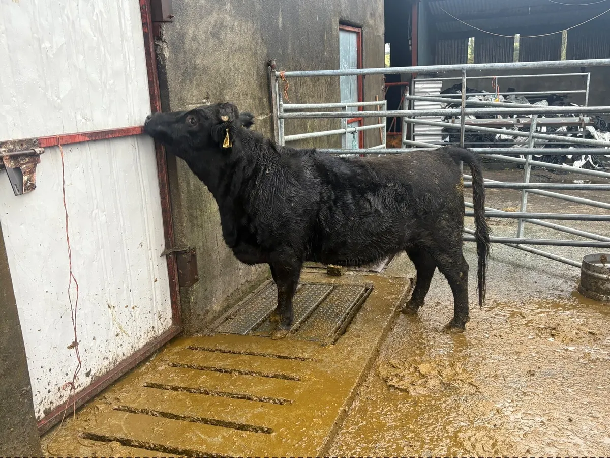 Pedigree Dexter heifers - Image 3