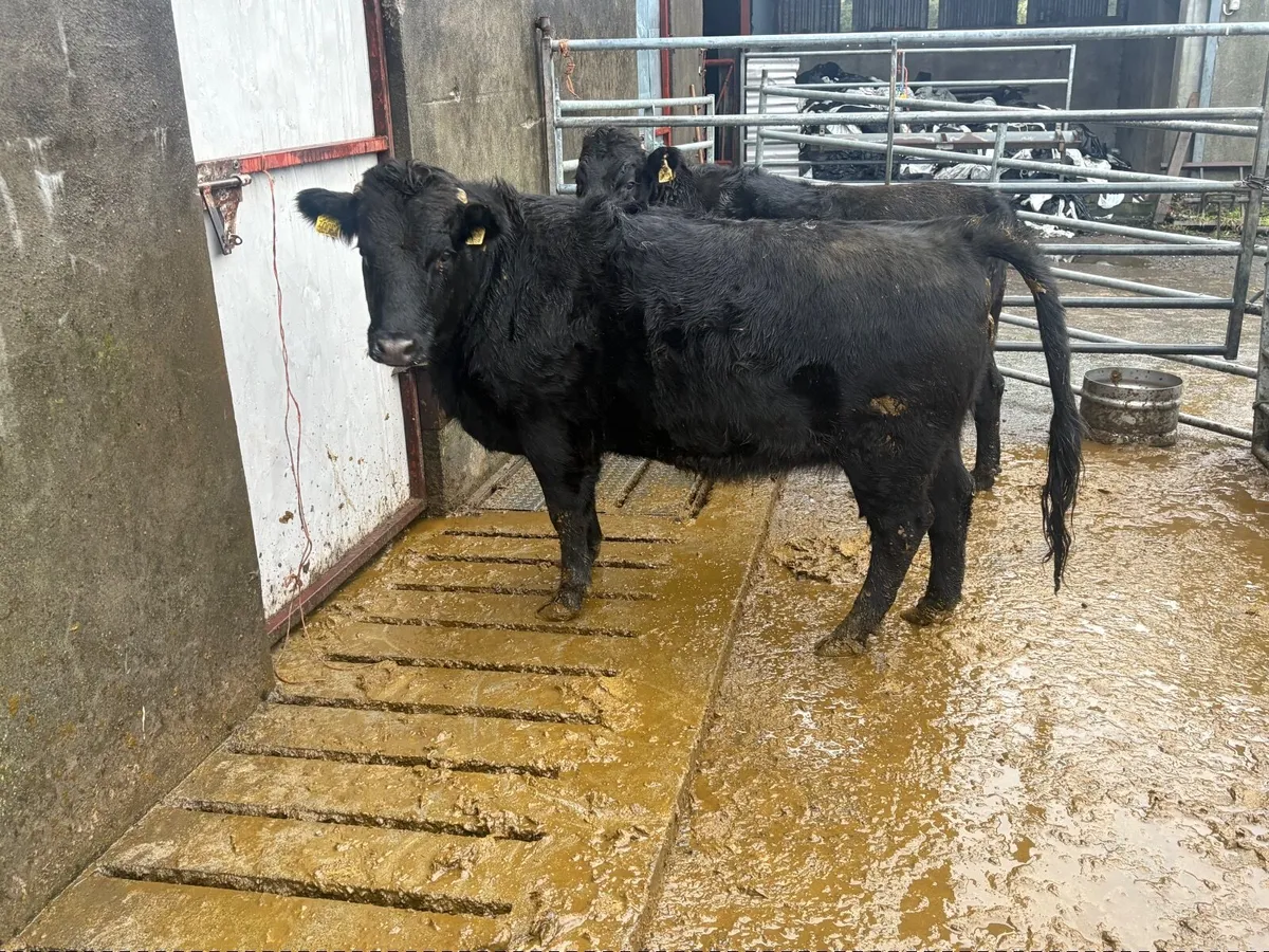 Pedigree Dexter heifers - Image 4