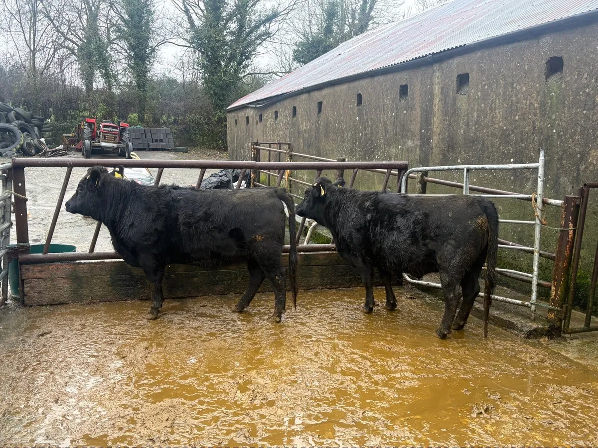 Pedigree Dexter heifers - Image 1