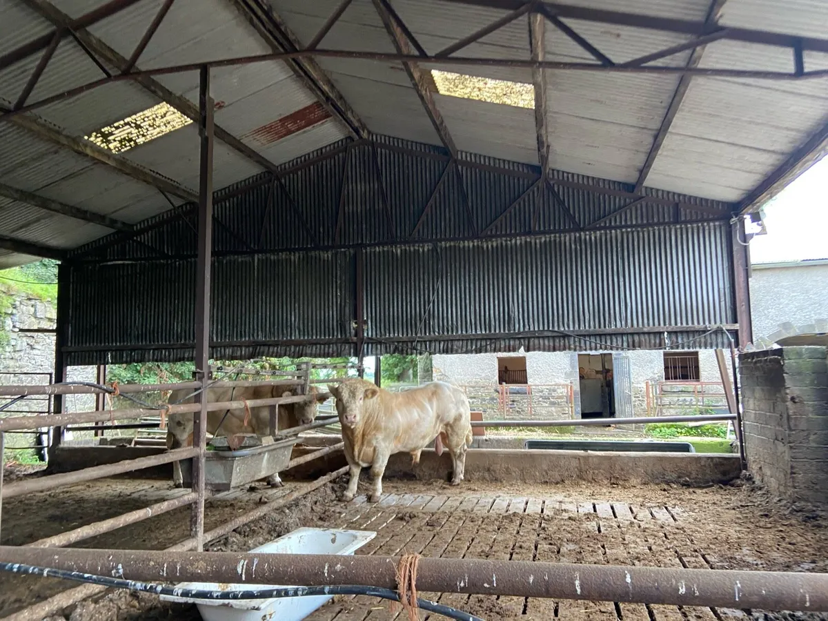 Shed for rent with silage for cattle - Image 1