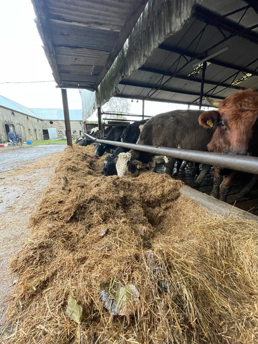 Shed for rent with silage for cattle - Image 2