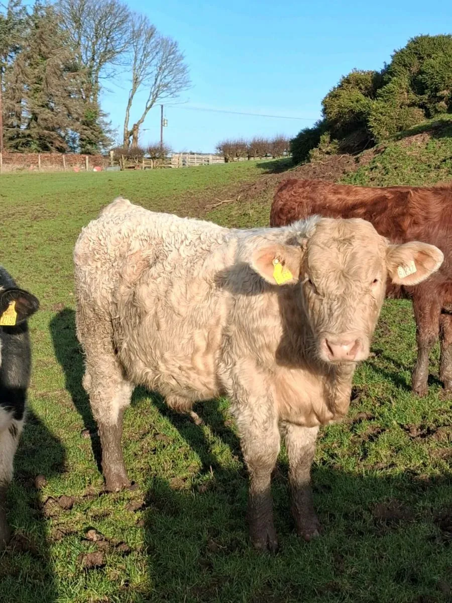 20 continental  weanlings - Image 1