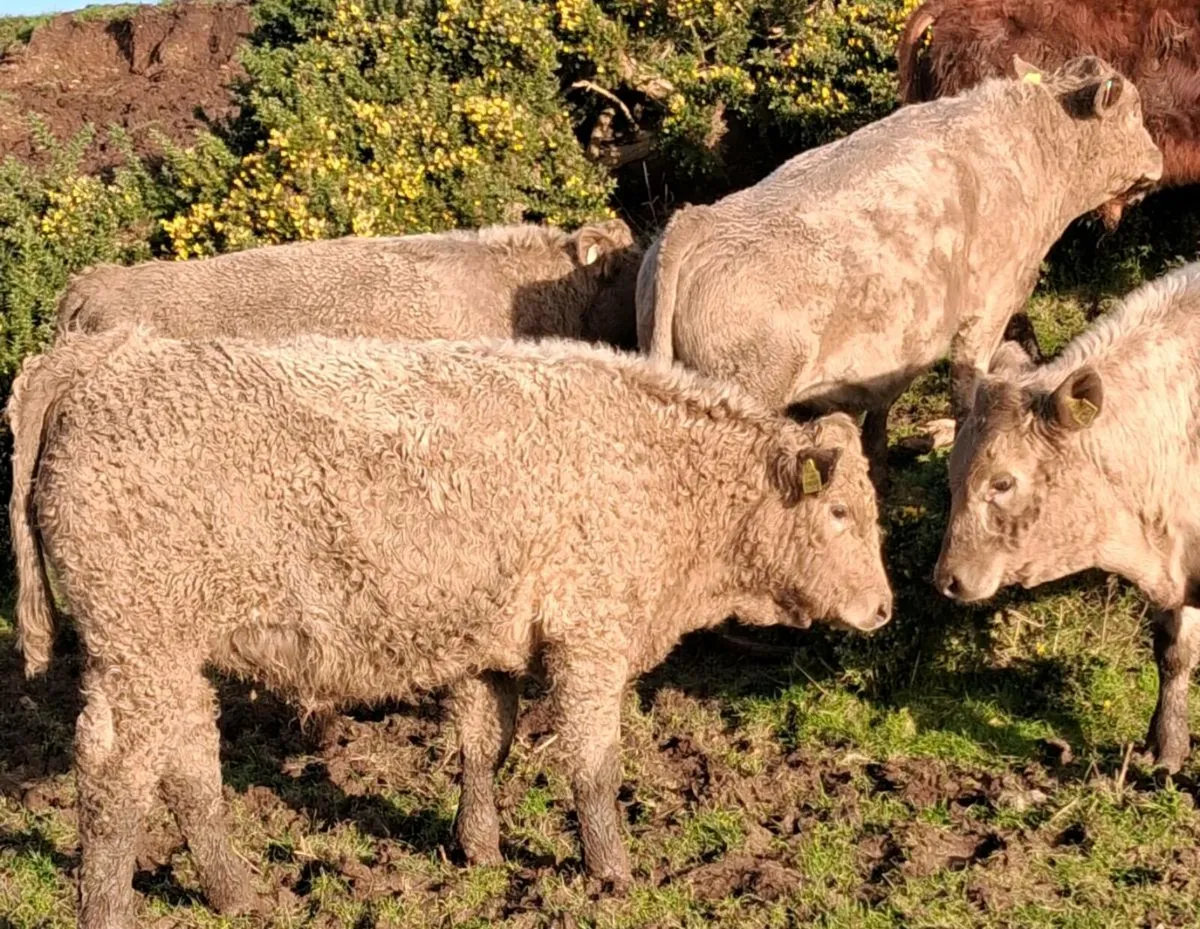 20 continental  weanlings - Image 2