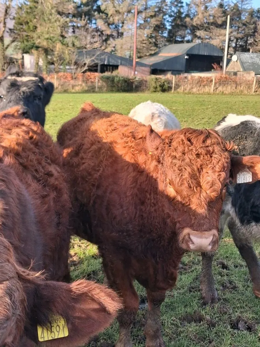 20 continental  weanlings - Image 3