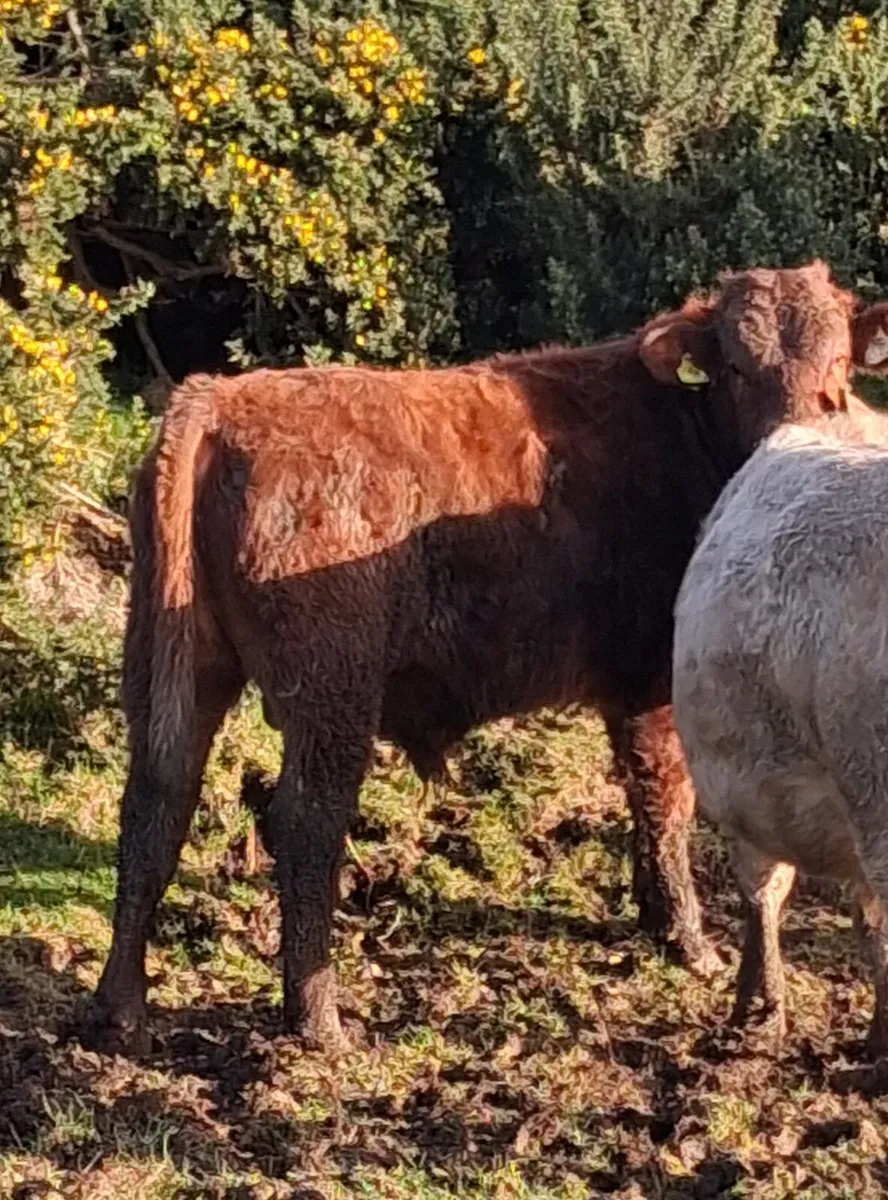 20 continental  weanlings - Image 4