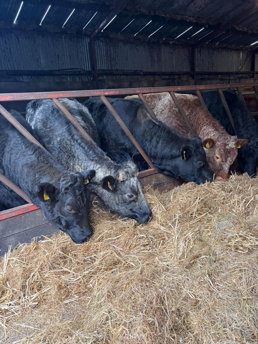 Superb Incalf Heifers - Image 4