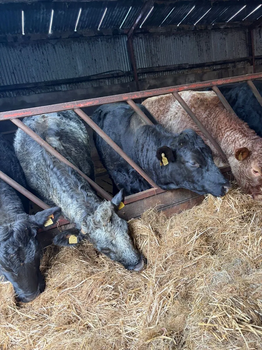 Superb Incalf Heifers - Image 1