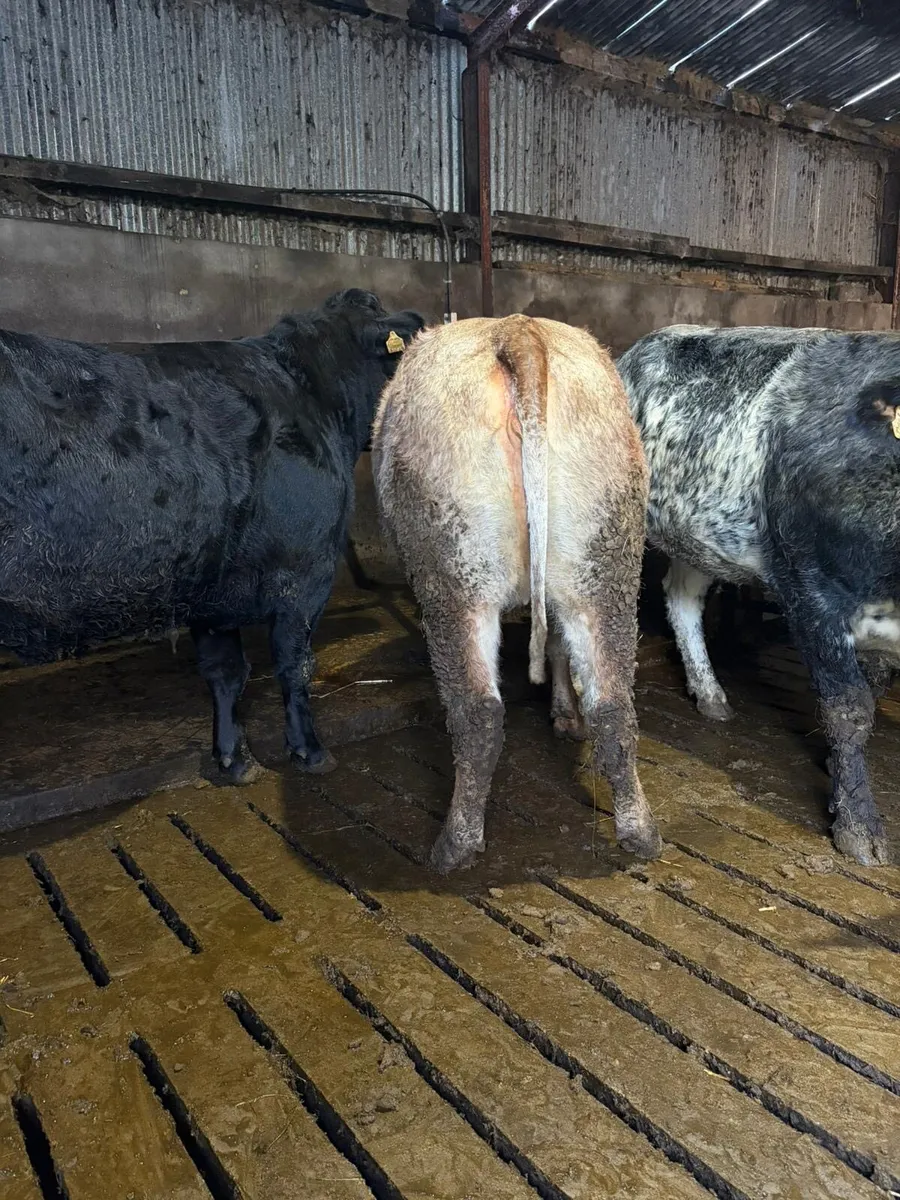 Superb Incalf Heifers - Image 2