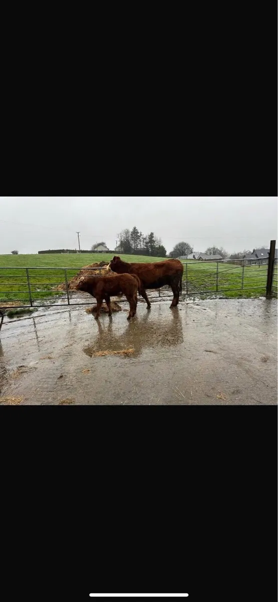 8 Cows and Calves going to Markethill 13.12.25 - Image 1