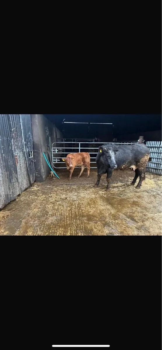8 Cows and Calves going to Markethill 13.12.25 - Image 2