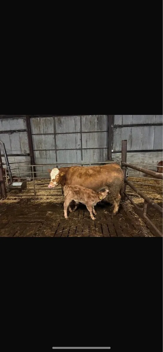 8 Cows and Calves going to Markethill 13.12.25 - Image 3