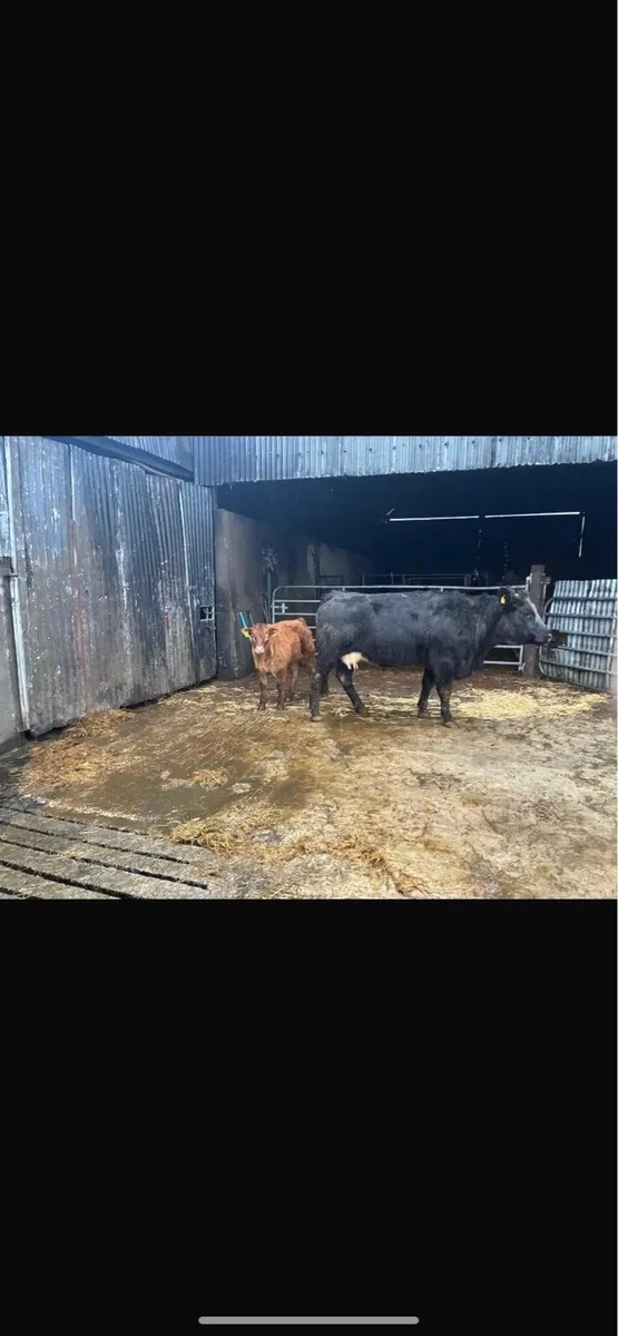 8 Cows and Calves going to Markethill 13.12.25 - Image 4
