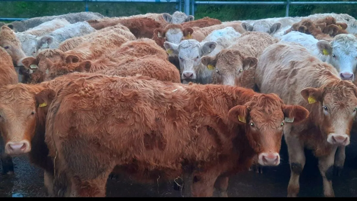 40 Super Charolais Heifers - Image 1