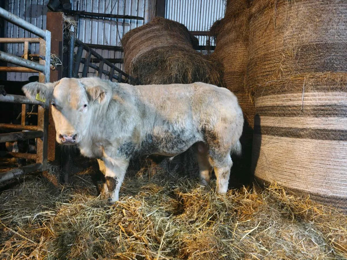 E Grade Belgian blue weanling bull - Image 1