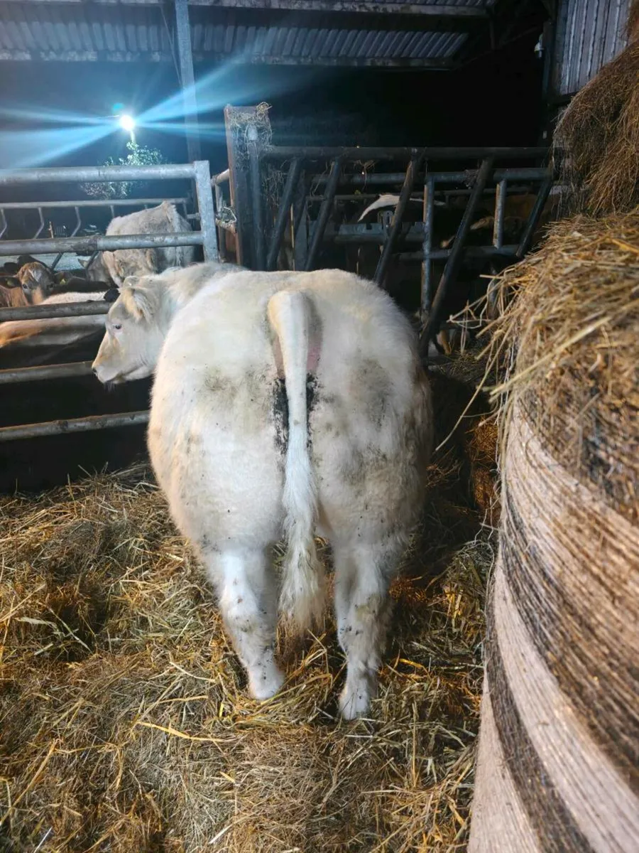 E Grade Belgian blue weanling bull - Image 2