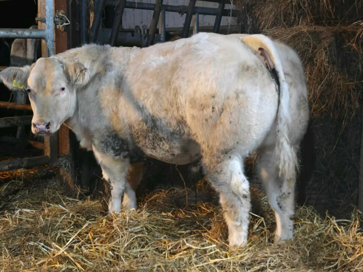 E Grade Belgian blue weanling bull - Image 3