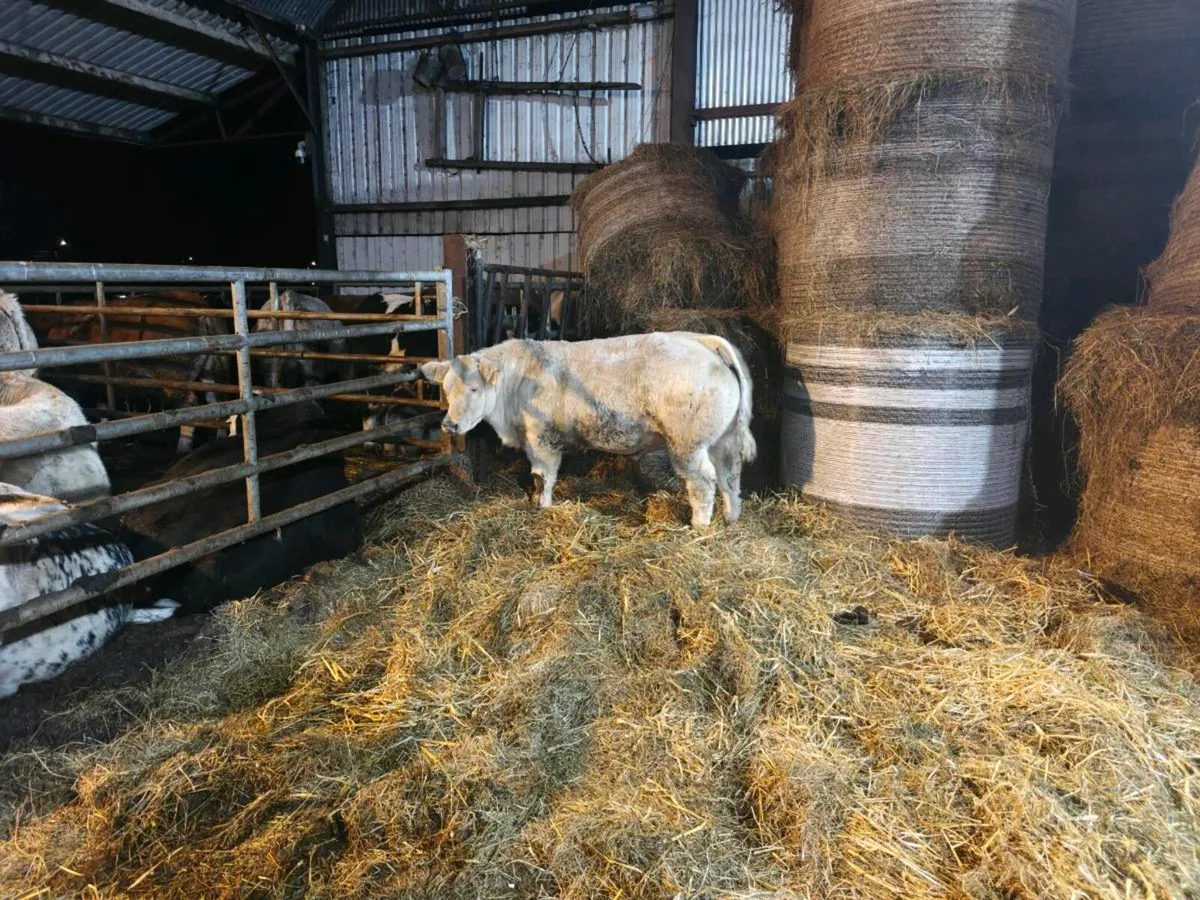 E Grade Belgian blue weanling bull - Image 4