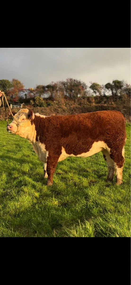 Pedigree Incalf Heifer- Premier Sale - Image 2