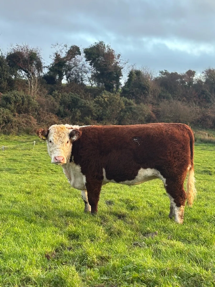 Pedigree Incalf Heifer- Premier Sale - Image 3