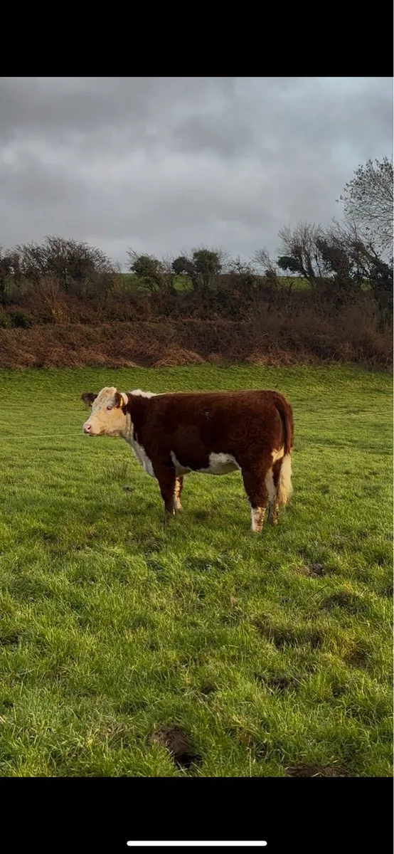 Pedigree Incalf Heifer- Premier Sale - Image 4