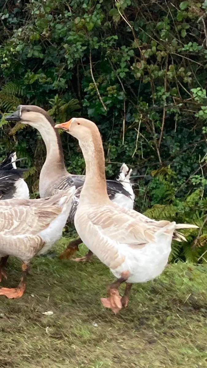 Geese & Drakes - farm yard mix - Image 2