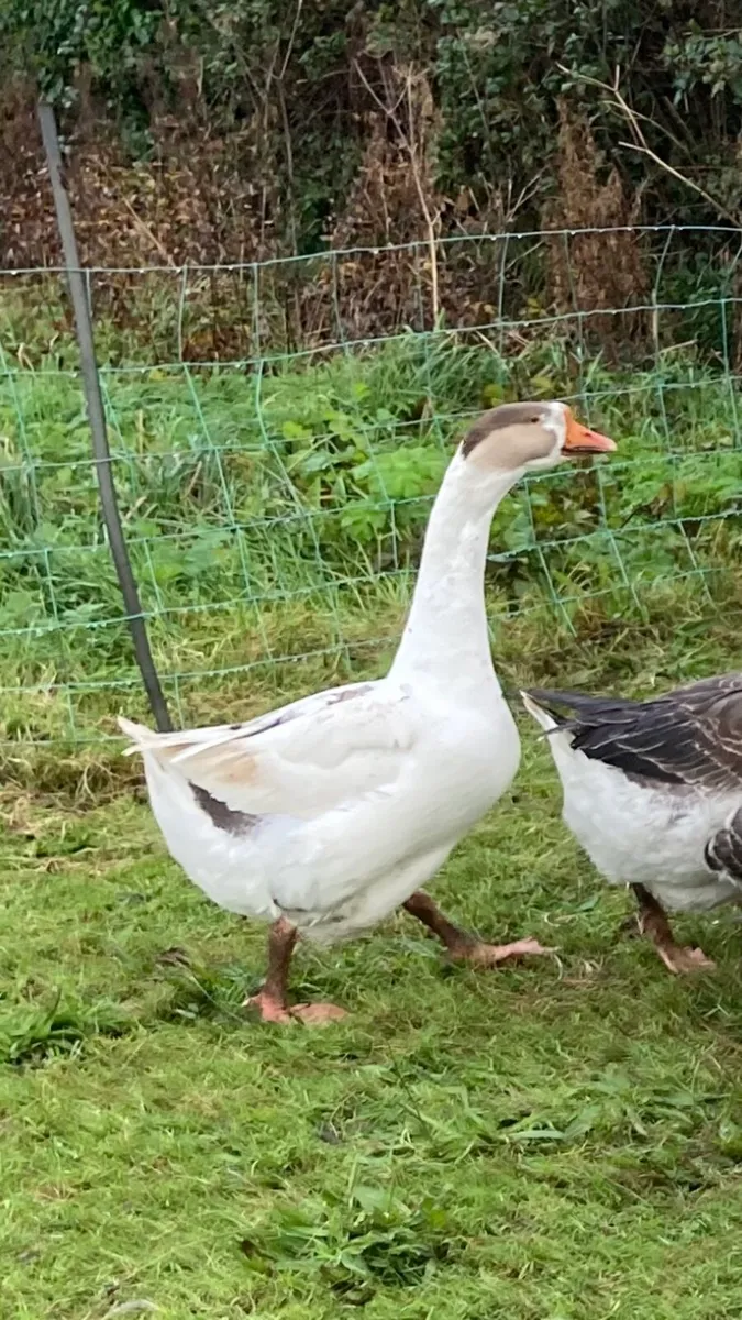 Geese & Drakes - farm yard mix - Image 3