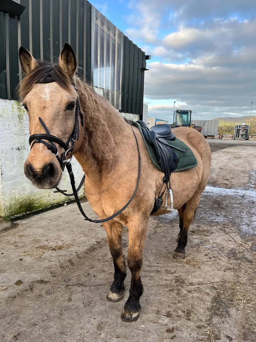 Mocha ⭐️ - Image 2