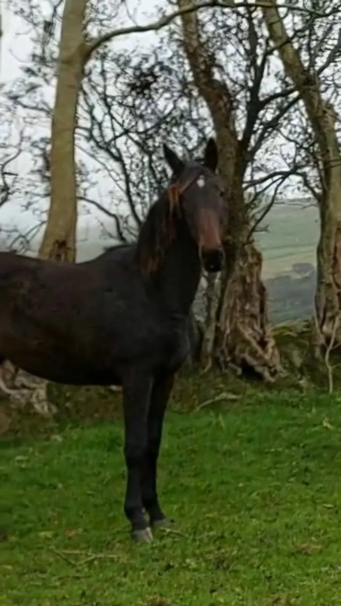 Future Broodmare/Recip - Image 1