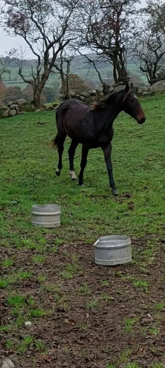 Future Broodmare/Recip - Image 2