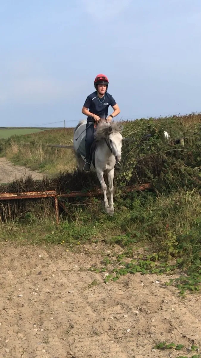 12.2h rising 4yo pony - Image 1