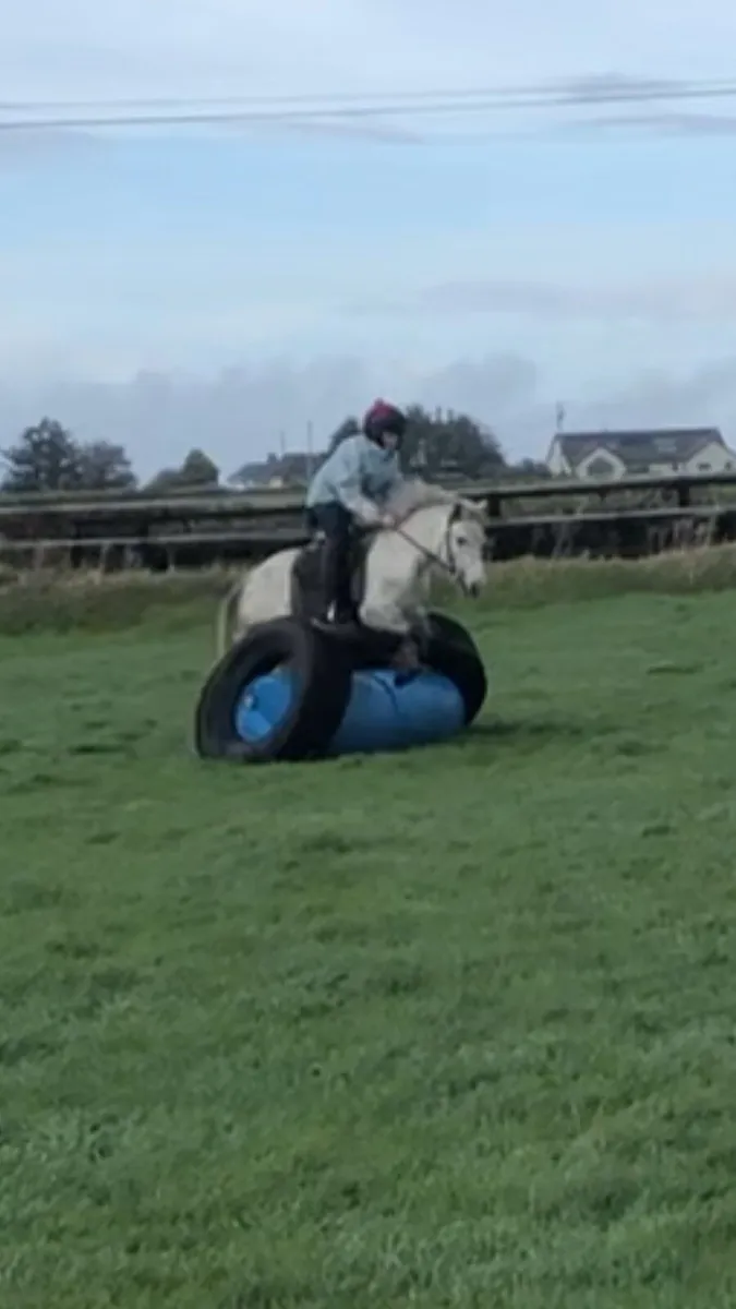 12.2h rising 4yo pony - Image 2