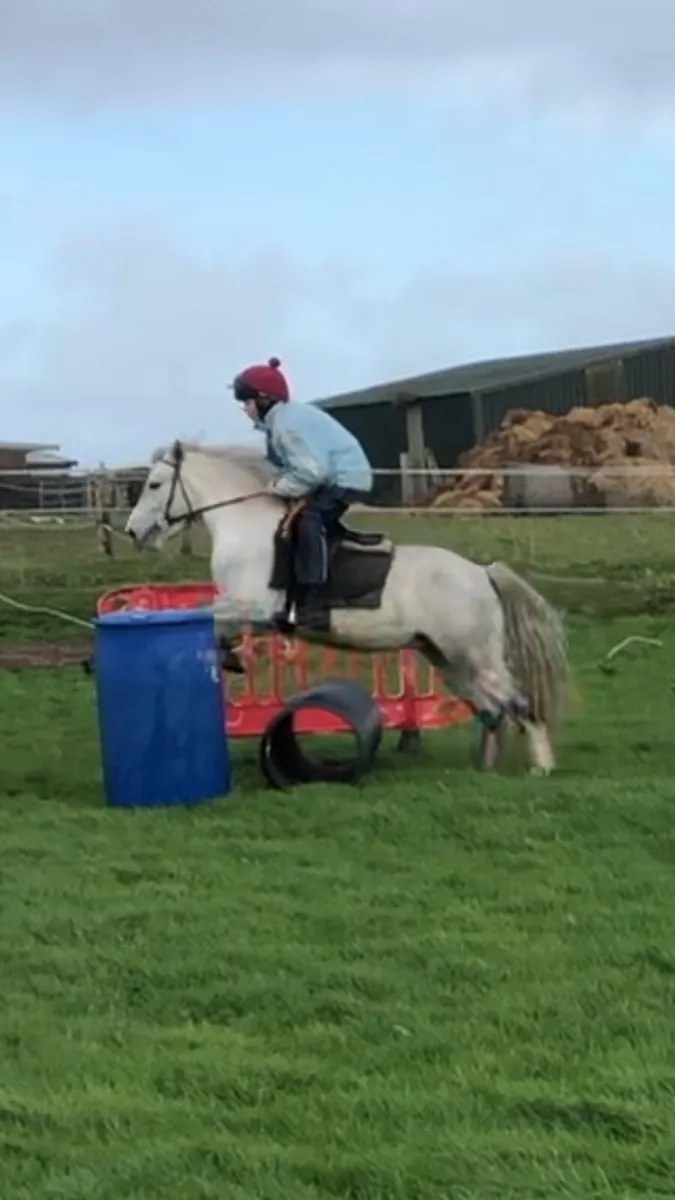 12.2h rising 4yo pony - Image 3