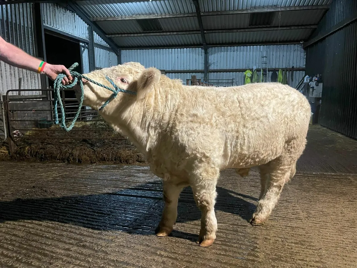 Charolais Bulls / Heifers - Image 2