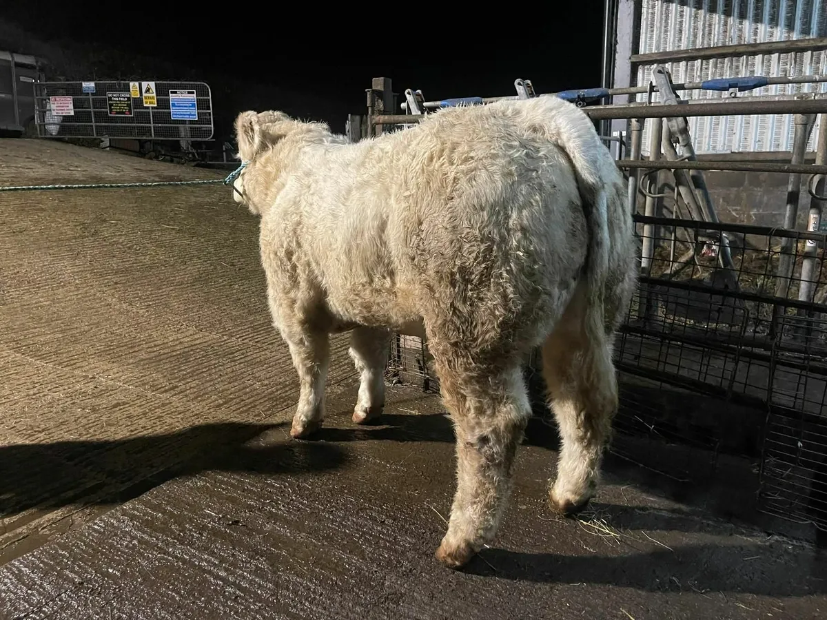 Charolais Bulls / Heifers - Image 3