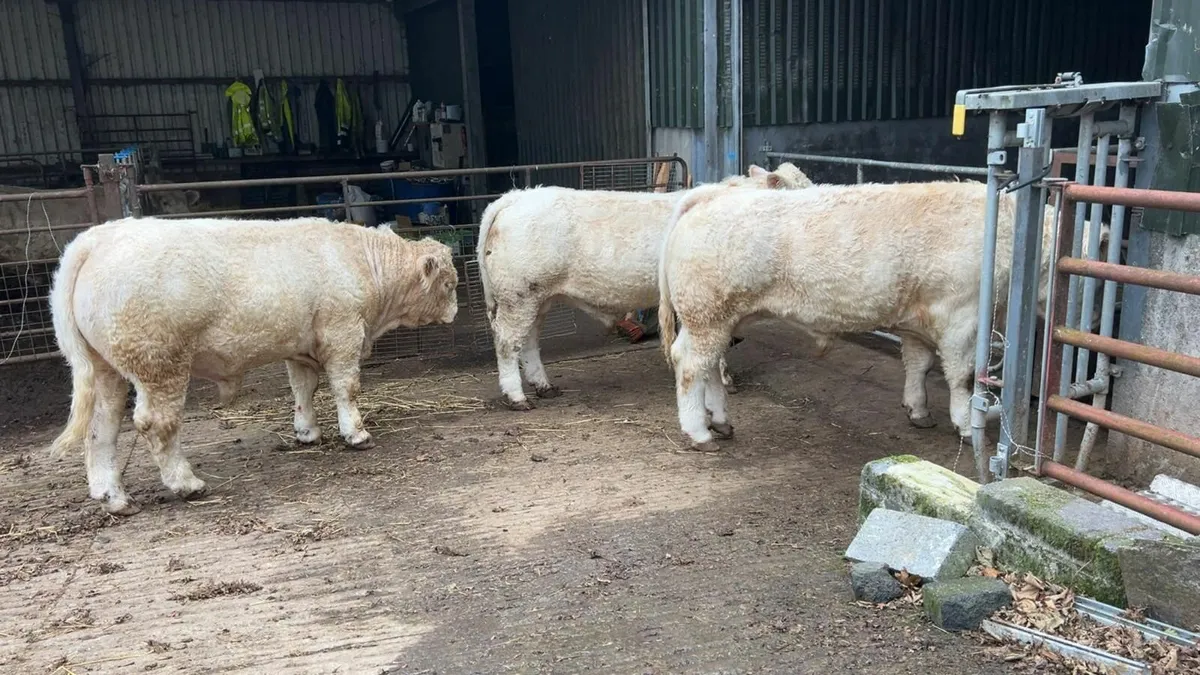 Charolais Bulls / Heifers - Image 4