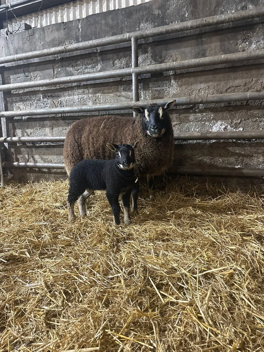 🎅🎄Spottie outfits 🎅🎄 - Image 1