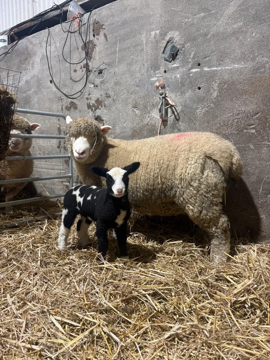 🎅🎄Spottie outfits 🎅🎄 - Image 2