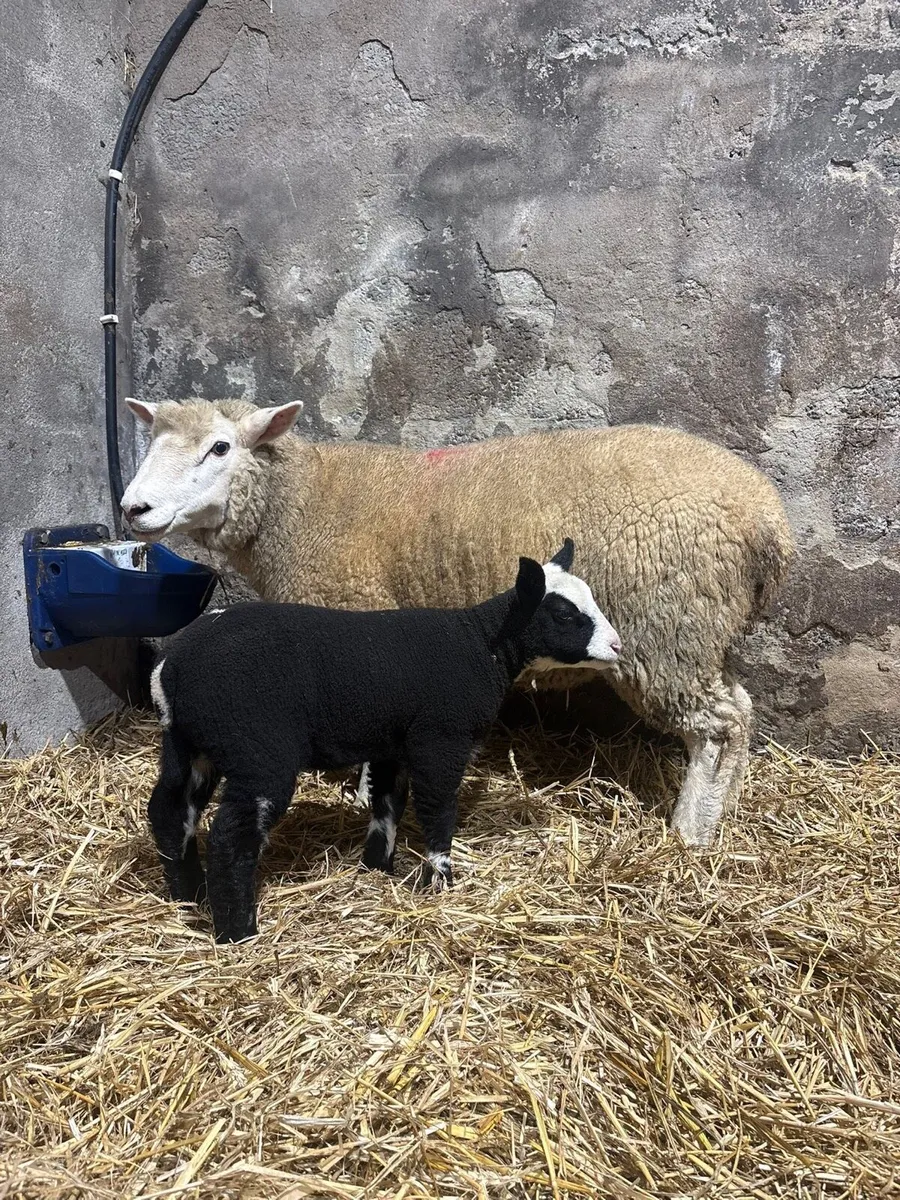 🎅🎄Spottie outfits 🎅🎄 - Image 3