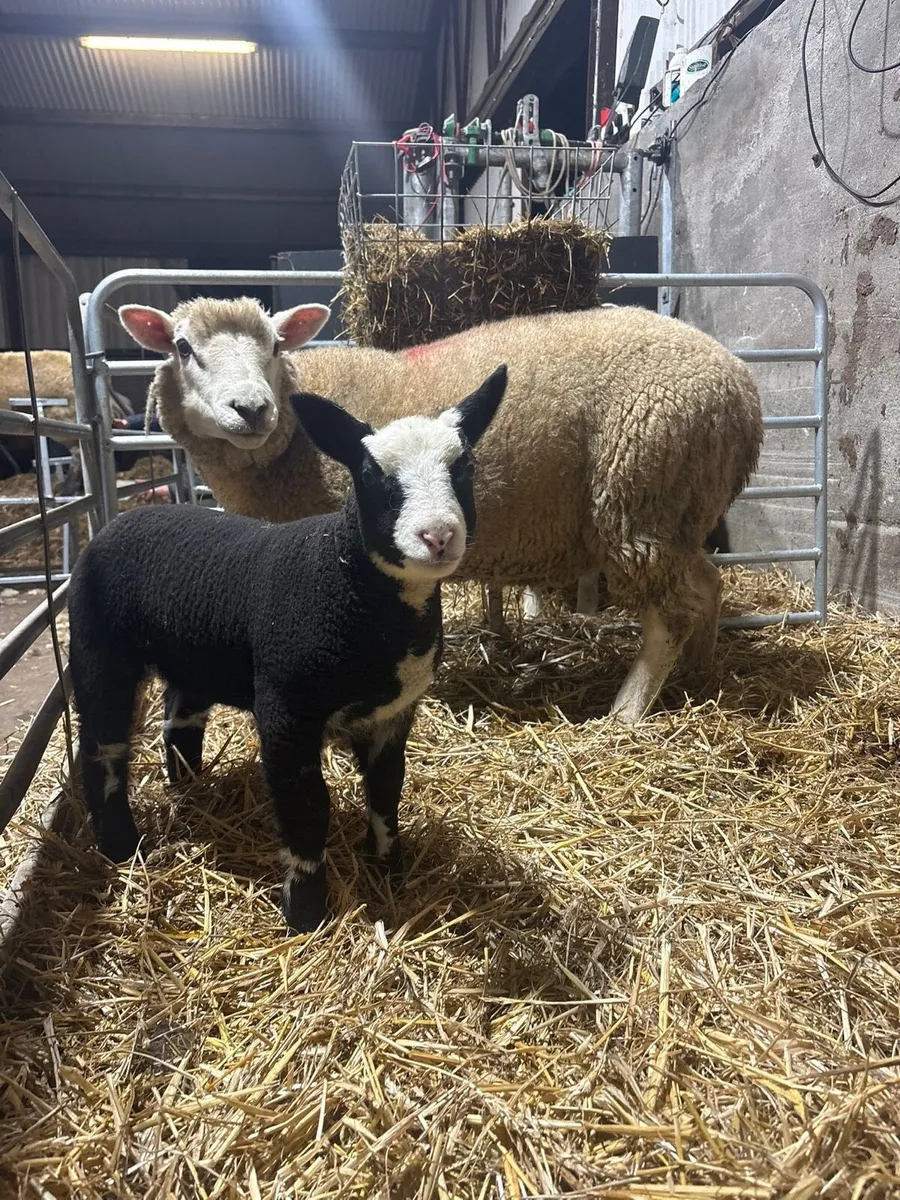 🎅🎄Spottie outfits 🎅🎄 - Image 4