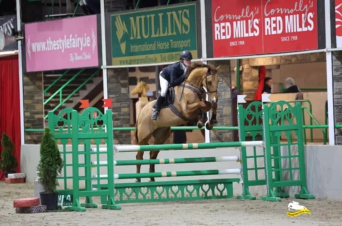 8yr old geliding - Image 1